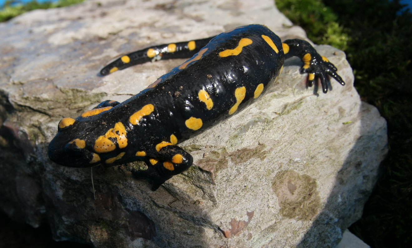 Salamandre : Morph ?